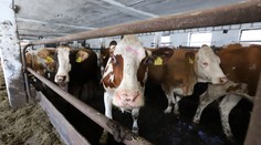 V Maďarsku neďaleko hraníc so Slovenskom potvrdili ďalšie dve ohniská nákazy slintačky a krívačky