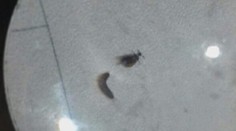 Stredoškoláčky prežívajú na internáte peklo: Po izbe sa im premávajú chrobáky