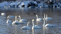 Vtáčia chrípka naberá na sile. Na Záhorí našli desiatky uhynutých labutí, na juhu Slovenska utratia 40-tisíc nosníc
