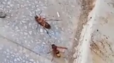 Súboj sršňa so švábom mal prekvapivého víťaza