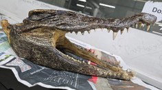 Muž mal v batožine šokujúci suvenír. Zatkli ho priamo na letisku