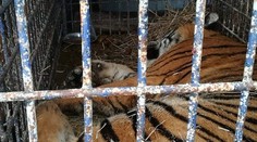 Do zoo v Poznani priviezli z hraníc deväť tigrov, sú v hroznom stave