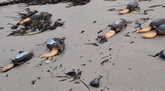 Záhadný úkaz na európskej pláži. Pobrežie zaplavili čudno vyzerajúce tvory