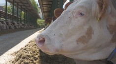 Veľkochovateľ z Hornej Nitry zažil obrovský šok. Q horúčka sa objavila v obci, kde má stovky zvierat