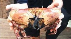 Šokovaná rodina. Ich krab prežil päť dní v chladničke