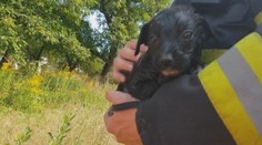 V šachte uviazol dvojmesačný psík. Hasiči z Rožňavy použili osvedčený trik