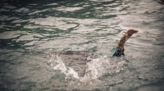 Plávanie po jedle sa jej stalo osudným. Lucy (†15) zomrela po tom, ako ju stiahlo more