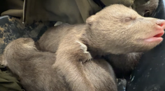 Po zastrelenej medvedici zostali tri maličké mláďatá. Sú v zlom stave, ich osud je neistý