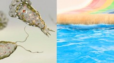 Chlapcovi (11) sa do tela dostal smrteľný parazit. Prehovoril riaditeľ kúpaliska, kde bol na plaveckom výcviku