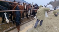 Kone sú súčasťou Muránskej planiny 80 rokov. Hrozí, že ich pastva skončí
