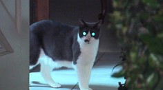 Zúrivá mačka urobila z majiteľov rukojemníkov vo vlastnom dome