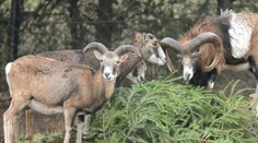 Kuriózna krádež. Zlodej ukradol pri Trebišove 120 muflónov!