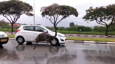 Predstavte si, že si len tak šoférujete a zrazu vás predbehne obrovský vták
