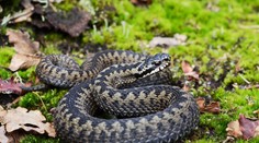 Maďarský turista zbieral v Tatrách čučoriedky, pohrýzla ho vretenica a skončil v nemocnici