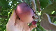 Pomýlená príroda: V záhradkách začali kvitnúť jablone