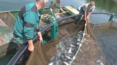 Rušný deň na Liptovskej Mare. Zo špeciálnych chovných klietok tam vylovili viac než štyri tony pstruha dúhového