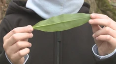 Začala sa sezóna medvedieho cesnaku. Pozor na jeho jedovatú „dvojníčku“