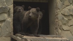 Medvedích súrodencov presúvajú z Košíc do Krkonôš. Najväčšou výzvou je ich transport