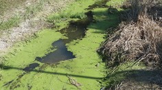 Ťažko skúšaná rieka v Šuranoch: Rybári hovoria o ekologickej katastrofe, vodohospodári oponujú