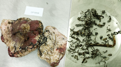 Krutá pomsta odmietnutého muža (59): Jej psovi hodil mäso napichané klincami