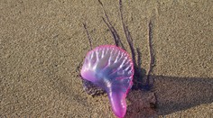 Na obľúbenej španielskej pláži objavili nebezpečného tvora. Jeho dotyk môže spôsobiť smrť