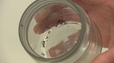 Nakazené exotické komáre zachytili aj na Slovensku. Na paniku zatiaľ nie je dôvod