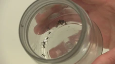 Lieta cez deň a prenáša exotické choroby. Odborníci prezradili, či sa ľudia majú obávať nebezpečného druhu komára