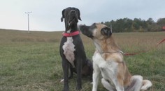 Príbeh, ktorý chytí za srdce. Aťa by bez Baltazárovej krvi zomrela