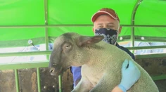 Slovenské jahňatá už mali byť u Talianov. Obchod tento rok stroskotal