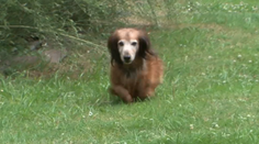 Pes zahynul v aute, lebo policajti nesmeli rozbiť sklo: Ako budú po novom chránené zvieratá?