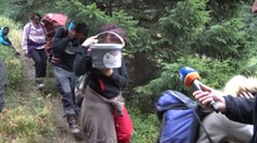 Zvieratá v slovenských lesoch hladujú. Môžu za to zberači