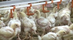 Naše obchody čaká revolúcia. Dorazí sem hydina z Ukrajiny