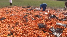 Havaroval kamión s pomarančami. Hádajte, čo sa stalo s ovocím?