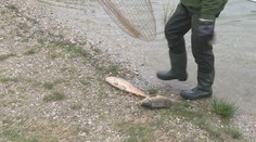 V Kuchajde zbierajú mŕtve kapry ako na bežiacom páse. Zisťovali sme, čo sa stalo