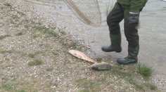 V Kuchajde zbierajú mŕtve kapry ako na bežiacom páse. Zisťovali sme, čo sa stalo