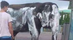 Vodiči v Kutnej Hore zažili šok: Cirkusanti drhli slona v umyvárni saponátom na autá