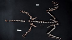 FOTO + VIDEO: V Argentíne objavili takmer kompletnú kostru jedného z najstarších dinosaurov