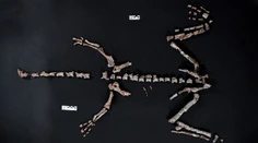 FOTO + VIDEO: V Argentíne objavili takmer kompletnú kostru jedného z najstarších dinosaurov