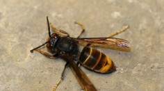 Na Hornej Nitre eliminovali kráľovnú sršňa ázijského, ktorá prežila zimu. Hniezdo založiť nestihla