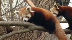 Bratislavská ZOO jasá: Takto vyzerajú rozkošné mini pandy