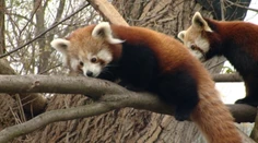 Bratislavská ZOO jasá: Takto vyzerajú rozkošné mini pandy