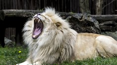 Majiteľka ranča požiadala o utratenie troch zvierat. Pretože žili s levom, ktorý zabíjal