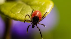 Máte túto krvnú skupinu? Ste kliešťami ohrození viac než ostatní, naznačujú vedci