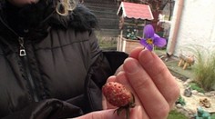 Kým na juhu Slovenska rastú fialky, inde stavajú búdky na zimu