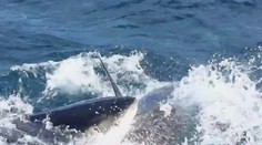 Ďalší útok žraloka. Ženu na Havajských ostrovoch pohrýzol do ramena a pleca