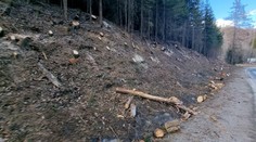 Motorové píly v Tatrách:  K zemi pôjdu všetky problémové stromy v ochrannom pásme Cesty slobody