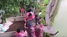 Praktiky čínskej zoo zaskočili verejnosť. Takto kŕmia hladné tigre