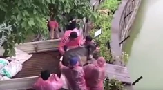 Praktiky čínskej zoo zaskočili verejnosť. Takto kŕmia hladné tigre