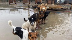 Košičania sa spojili a rýchlo pomohli zatopenému útulku. Zvieratá sú opäť v teple a suchu