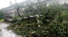 Okrem dažďa v noci úradoval aj silný vietor. V Bratislave opäť vyvracal stromy